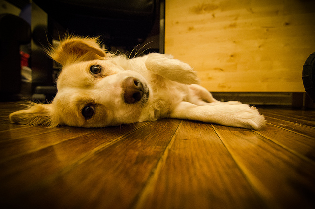 dog on floor